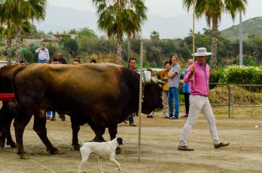 Almayate, İspanya - 21 Nisan 2018 yarışma öküz bir sepeti ile sürüş becerileri gösterilen coachmen tarafından dayalı Endülüs Almayate şehir içinde