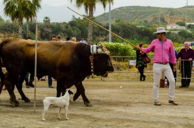 Almayate, İspanya - 21 Nisan 2018 yarışma öküz bir sepeti ile sürüş becerileri gösterilen coachmen tarafından dayalı Endülüs Almayate şehir içinde