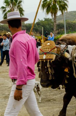 Almayate, İspanya - 21 Nisan 2018 yarışma öküz bir sepeti ile sürüş becerileri gösterilen coachmen tarafından dayalı Endülüs Almayate şehir içinde