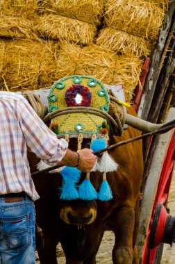 Almayate, İspanya - 21 Nisan 2018 yarışma öküz bir sepeti ile sürüş becerileri gösterilen coachmen tarafından dayalı Endülüs Almayate şehir içinde