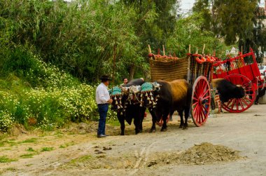 Almayate, İspanya - 21 Nisan 2018 yarışma öküz bir sepeti ile sürüş becerileri gösterilen coachmen tarafından dayalı Endülüs Almayate şehir içinde