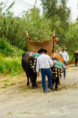 Almayate, İspanya - 21 Nisan 2018 yarışma öküz bir sepeti ile sürüş becerileri gösterilen coachmen tarafından dayalı Endülüs Almayate şehir içinde