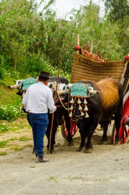 Almayate, İspanya - 21 Nisan 2018 yarışma öküz bir sepeti ile sürüş becerileri gösterilen coachmen tarafından dayalı Endülüs Almayate şehir içinde