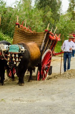 Almayate, İspanya - 21 Nisan 2018 yarışma öküz bir sepeti ile sürüş becerileri gösterilen coachmen tarafından dayalı Endülüs Almayate şehir içinde