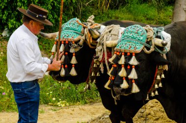 Almayate, İspanya - 21 Nisan 2018 yarışma öküz bir sepeti ile sürüş becerileri gösterilen coachmen tarafından dayalı Endülüs Almayate şehir içinde