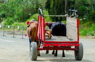 Almayate, İspanya - 21 Nisan 2018 yarışma öküz bir sepeti ile sürüş becerileri gösterilen coachmen tarafından dayalı Endülüs Almayate şehir içinde