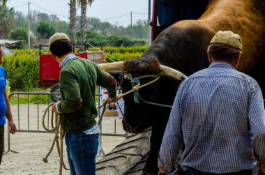 Almayate, İspanya - 21 Nisan 2018 yarışma öküz bir sepeti ile sürüş becerileri gösterilen coachmen tarafından dayalı Endülüs Almayate şehir içinde