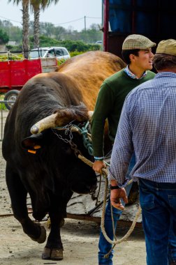 Almayate, İspanya - 21 Nisan 2018 yarışma öküz bir sepeti ile sürüş becerileri gösterilen coachmen tarafından dayalı Endülüs Almayate şehir içinde