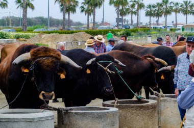 Almayate, İspanya - 21 Nisan 2018 yarışma öküz bir sepeti ile sürüş becerileri gösterilen coachmen tarafından dayalı Endülüs Almayate şehir içinde