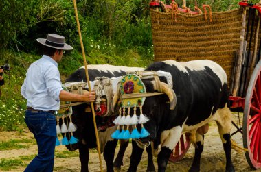 Almayate, İspanya - 21 Nisan 2018 yarışma öküz bir sepeti ile sürüş becerileri gösterilen coachmen tarafından dayalı Endülüs Almayate şehir içinde