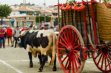 Almayate, İspanya - 21 Nisan 2018 yarışma öküz bir sepeti ile sürüş becerileri gösterilen coachmen tarafından dayalı Endülüs Almayate şehir içinde