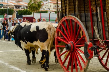 Almayate, İspanya - 21 Nisan 2018 yarışma öküz bir sepeti ile sürüş becerileri gösterilen coachmen tarafından dayalı Endülüs Almayate şehir içinde