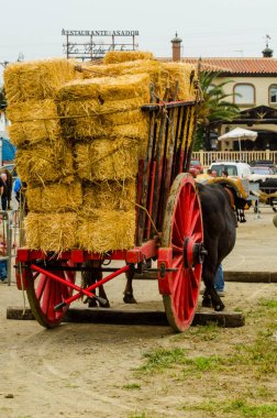 Almayate, İspanya - 21 Nisan 2018 yarışma öküz bir sepeti ile sürüş becerileri gösterilen coachmen tarafından dayalı Endülüs Almayate şehir içinde
