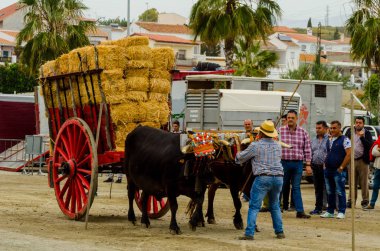 Almayate, İspanya - 21 Nisan 2018 yarışma öküz bir sepeti ile sürüş becerileri gösterilen coachmen tarafından dayalı Endülüs Almayate şehir içinde