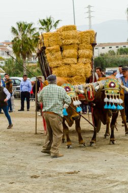 Almayate, İspanya - 21 Nisan 2018 yarışma öküz bir sepeti ile sürüş becerileri gösterilen coachmen tarafından dayalı Endülüs Almayate şehir içinde