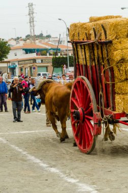Almayate, İspanya - 21 Nisan 2018 yarışma öküz bir sepeti ile sürüş becerileri gösterilen coachmen tarafından dayalı Endülüs Almayate şehir içinde