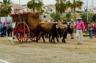 Almayate, İspanya - 21 Nisan 2018 yarışma öküz bir sepeti ile sürüş becerileri gösterilen coachmen tarafından dayalı Endülüs Almayate şehir içinde