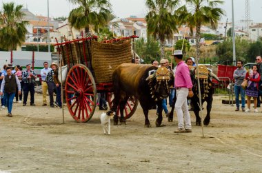 Almayate, İspanya - 21 Nisan 2018 yarışma öküz bir sepeti ile sürüş becerileri gösterilen coachmen tarafından dayalı Endülüs Almayate şehir içinde