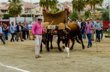 Almayate, İspanya - 21 Nisan 2018 yarışma öküz bir sepeti ile sürüş becerileri gösterilen coachmen tarafından dayalı Endülüs Almayate şehir içinde