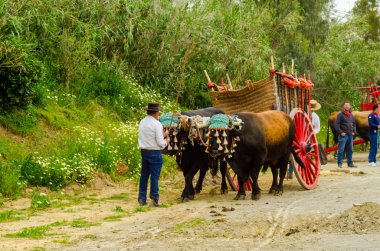 Almayate, İspanya - 21 Nisan 2018 yarışma öküz bir sepeti ile sürüş becerileri gösterilen coachmen tarafından dayalı Endülüs Almayate şehir içinde