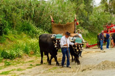 Almayate, İspanya - 21 Nisan 2018 yarışma öküz bir sepeti ile sürüş becerileri gösterilen coachmen tarafından dayalı Endülüs Almayate şehir içinde