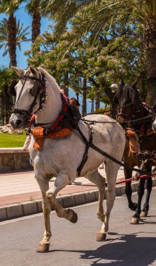 Torre Del Mar, İspanya - 29 Nisan 2018 insanlar kutlamaları nedeniyle İspanya Kutsal şekilde aktarma Katolik törenine katılan