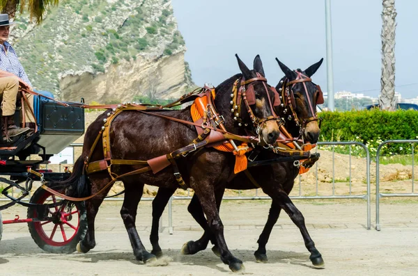 Almayate, İspanya - 22 Nisan 2018 dostum ile geleneksel bir Endülüs yarışmada bir araba sürüş at sürücü at arabası, atları ile carters profesyonel çalışma ile yeteneği sunumunu dayalı geleneksel İspanya Yarışması