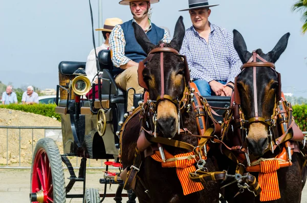 Almayate, İspanya - 22 Nisan 2018 dostum ile geleneksel bir Endülüs yarışmada bir araba sürüş at sürücü at arabası, atları ile carters profesyonel çalışma ile yeteneği sunumunu dayalı geleneksel İspanya Yarışması