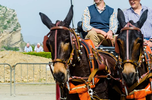 Almayate España Abril 2018 Hombre Conduciendo Caballo Con Carreta Tradicional — Foto de Stock