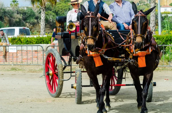 Almayate España Abril 2018 Hombre Conduciendo Caballo Con Carreta Tradicional — Foto de Stock