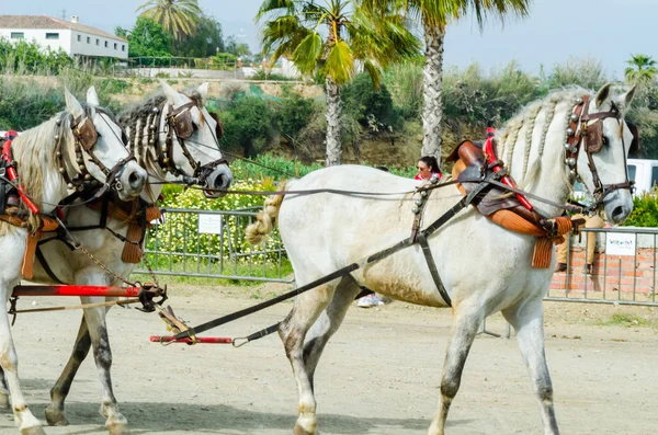 Almayate, İspanya - 22 Nisan 2018 dostum ile geleneksel bir Endülüs yarışmada bir araba sürüş at sürücü at arabası, atları ile carters profesyonel çalışma ile yeteneği sunumunu dayalı geleneksel İspanya Yarışması