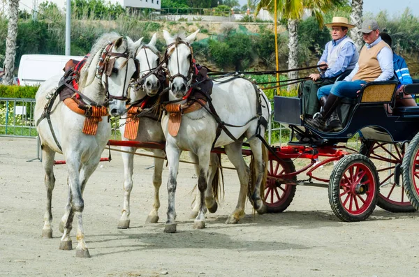 スペイン 2018 日男は伝統的なアンダルシア地方競争でワゴンで運転の馬カート 馬とカーターズのプロの仕事で車で馬に能力のプレゼンテーションに基づくスペインの伝統的なコンテスト — ストック写真