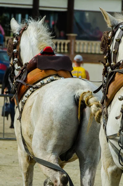 スペイン 2018 日男は伝統的なアンダルシア地方競争でワゴンで運転の馬カート 馬とカーターズのプロの仕事で車で馬に能力のプレゼンテーションに基づくスペインの伝統的なコンテスト — ストック写真