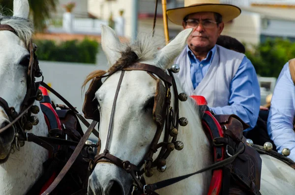 スペイン 2018 日男は伝統的なアンダルシア地方競争でワゴンで運転の馬カート 馬とカーターズのプロの仕事で車で馬に能力のプレゼンテーションに基づくスペインの伝統的なコンテスト — ストック写真