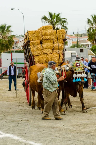 スペインのアンダルシアの町が御者でカートで牛を運転のスキルを示すに基づいてコンテスト 2018 — ストック写真