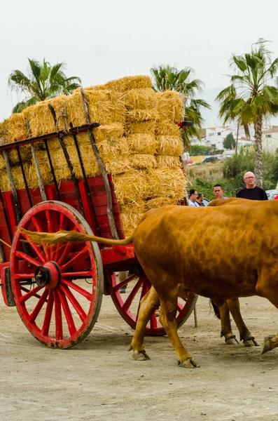 Almayate, İspanya - 21 Nisan 2018 yarışma öküz bir sepeti ile sürüş becerileri gösterilen coachmen tarafından dayalı Endülüs Almayate şehir içinde