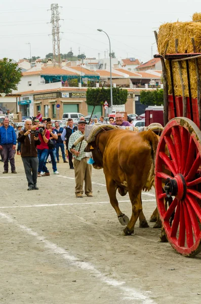 Almayate Espagne Avril 2018 Concours Dans Ville Andalouse Almayate Basé — Photo