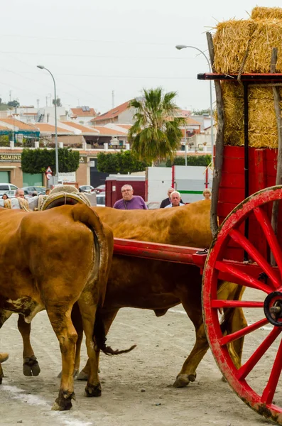 Almayate España Abril 2018 Concurso Localidad Andaluza Almayate Basado Mostrar —  Fotos de Stock