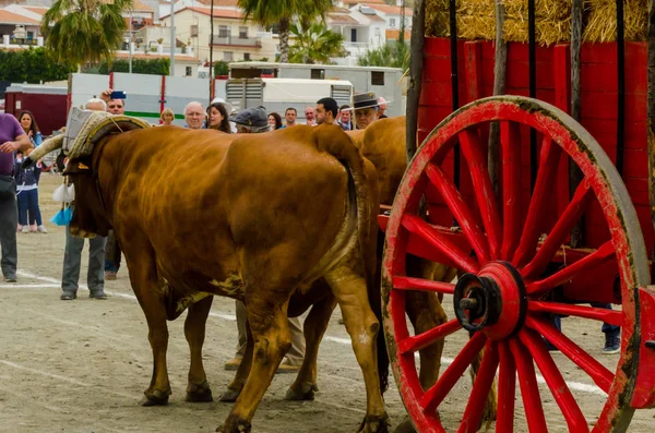 Almayate Spanien April 2018 Tävling Den Andalusiska Staden Almayate Baserat — Stockfoto