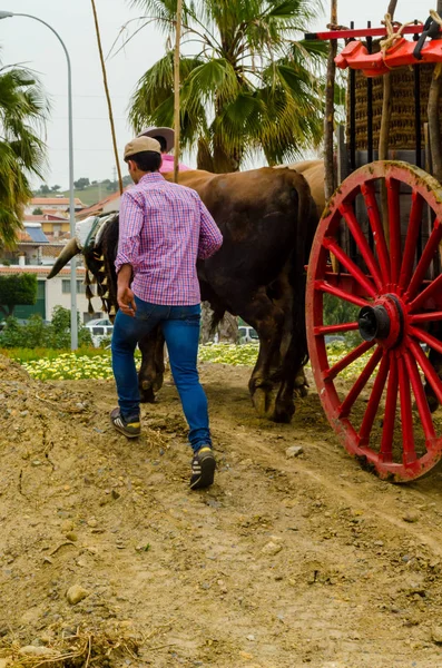 西班牙阿尔马约特 2018年4月21日在安达卢西亚城市阿尔马约特举行的比赛 比赛的基础是展示了马夫用手推车驾驶牛的技能 — 图库照片