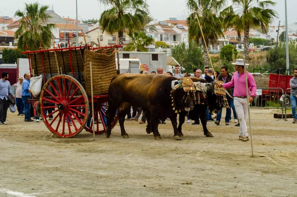 Almayate Spanien April 2018 Tävling Den Andalusiska Staden Almayate Baserat — Stockfoto