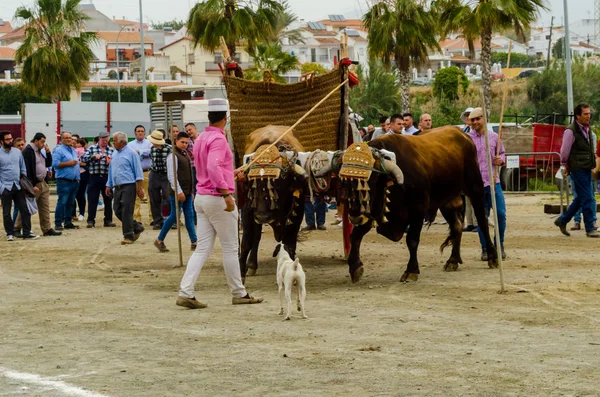 Almayate Espagne Avril 2018 Concours Dans Ville Andalouse Almayate Basé — Photo