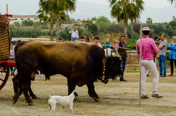 スペインのアンダルシアの町が御者でカートで牛を運転のスキルを示すに基づいてコンテスト 2018 — ストック写真