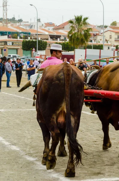 Almayate Espanha Abril 2018 Concurso Cidade Andaluza Almayate Baseado Mostrar — Fotografia de Stock