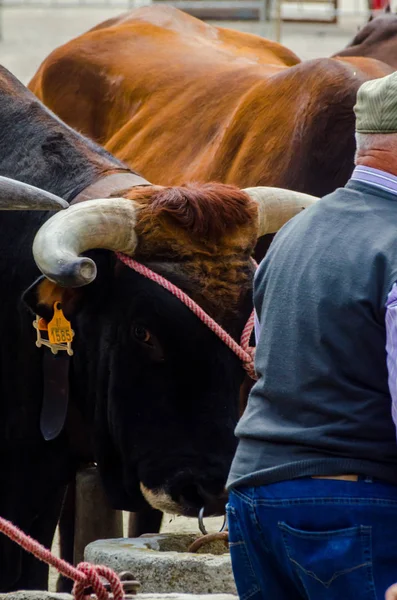 Almayate Espagne Avril 2018 Concours Dans Ville Andalouse Almayate Basé — Photo