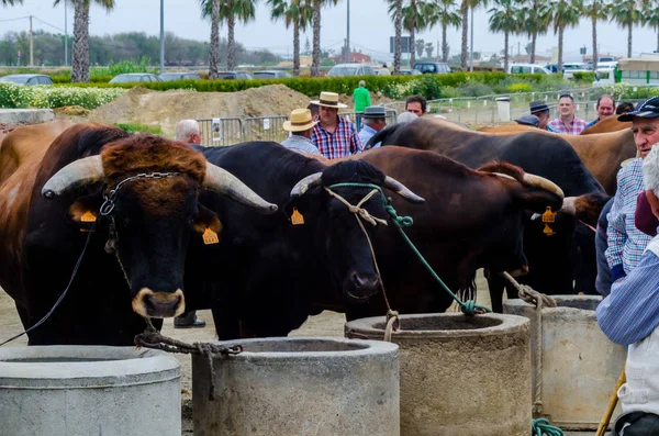 Almayate España Abril 2018 Concurso Localidad Andaluza Almayate Basado Mostrar — Foto de Stock