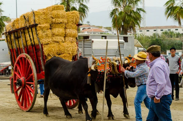 Almayate, İspanya - 21 Nisan 2018 yarışma öküz bir sepeti ile sürüş becerileri gösterilen coachmen tarafından dayalı Endülüs Almayate şehir içinde