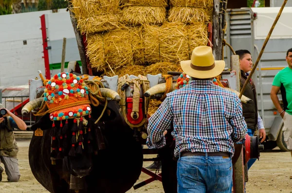 Almayate, İspanya - 21 Nisan 2018 yarışma öküz bir sepeti ile sürüş becerileri gösterilen coachmen tarafından dayalı Endülüs Almayate şehir içinde
