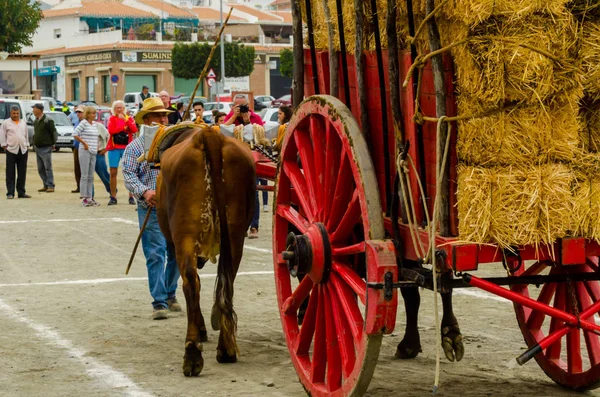西班牙阿尔马约特 2018年4月21日在安达卢西亚城市阿尔马约特举行的比赛 比赛的基础是展示了马夫用手推车驾驶牛的技能 — 图库照片