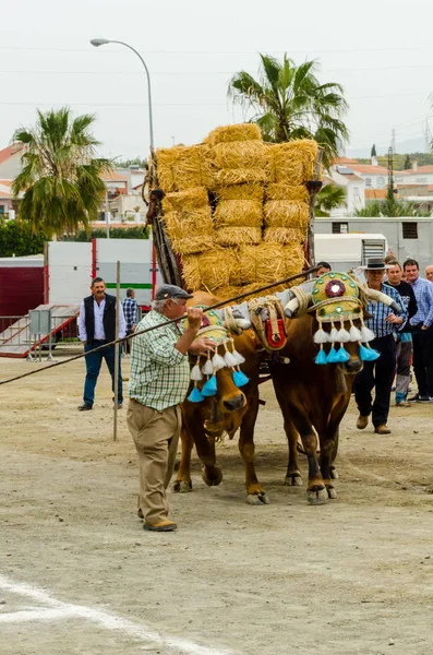 Almayate Spanien April 2018 Tävling Den Andalusiska Staden Almayate Baserat — Stockfoto